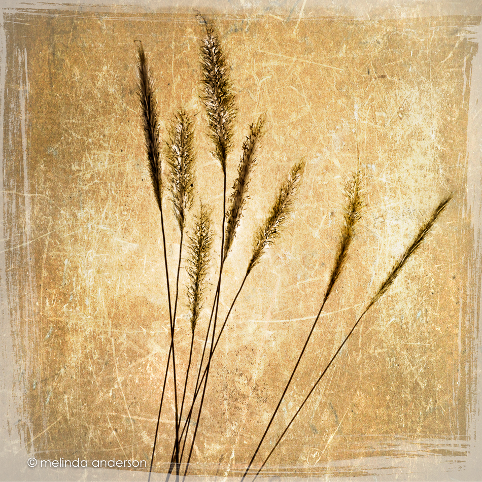 20160424-MMA_0903_melinda_anderson-Edit-Edit