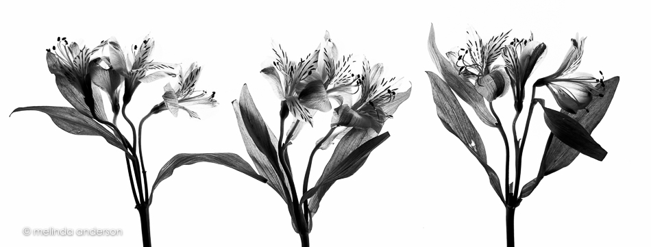 20160512-MMA_1012_melinda_anderson-4