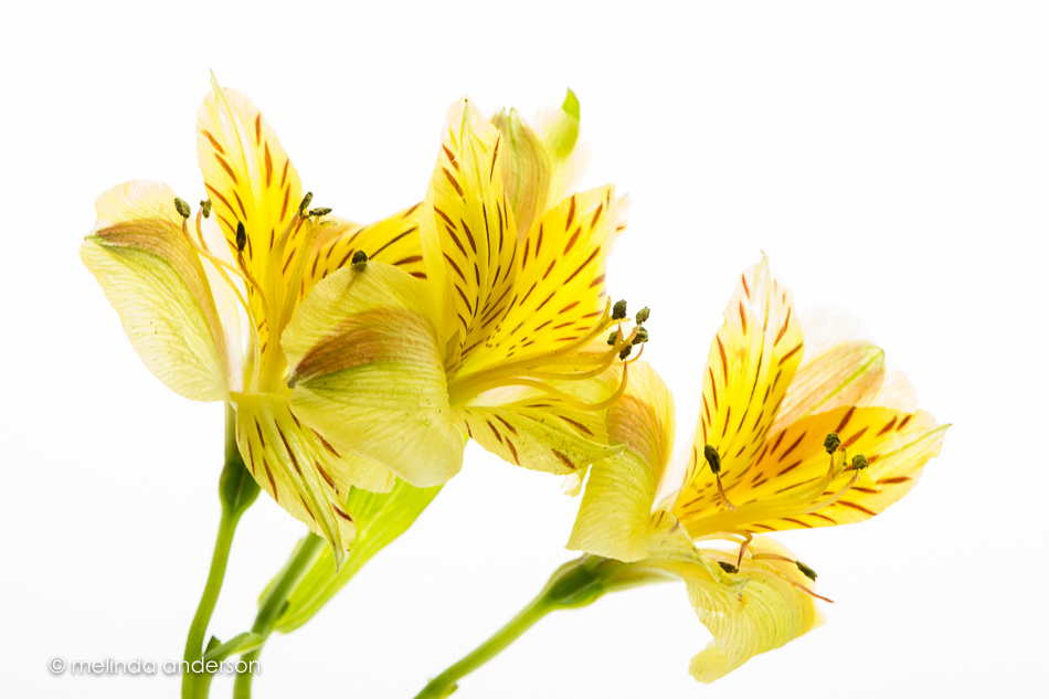 20160512-MMA_1022_melinda_anderson