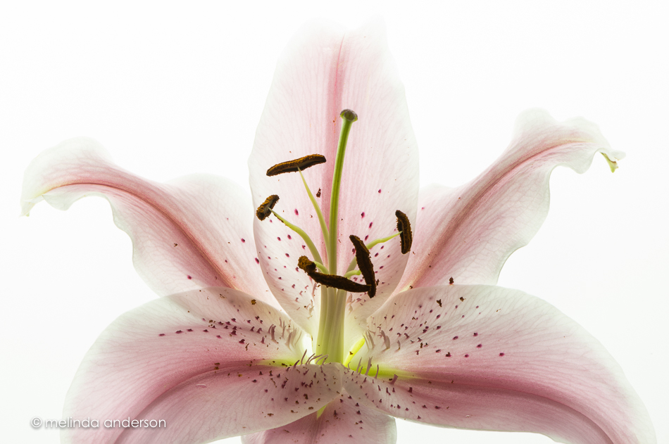 20160512-MMA_1030_melinda_anderson-Edit