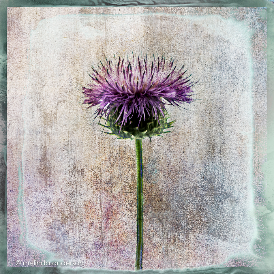 20160514-MMA_1045_melinda_anderson-Edit