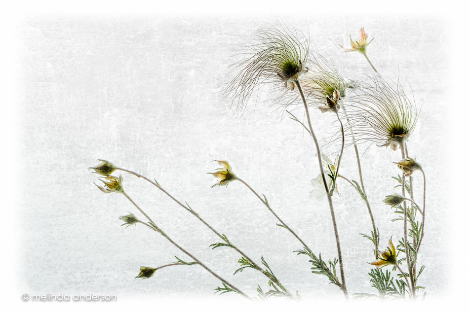 20160514-MMA_1047_melinda_anderson-Edit