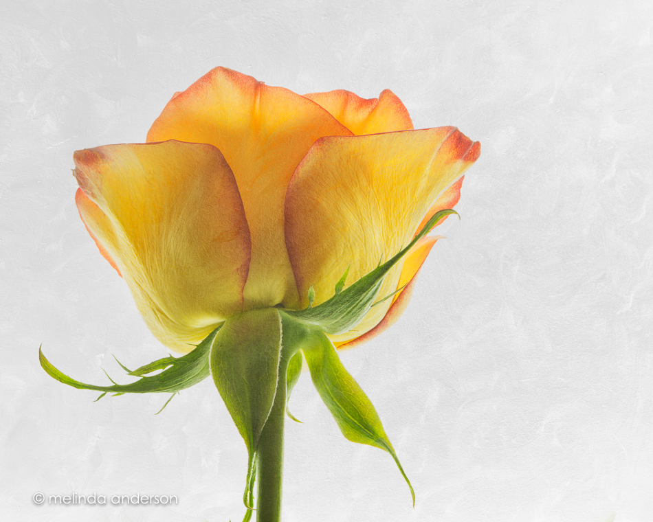 20160514-MMA_1074_melinda_anderson-Edit