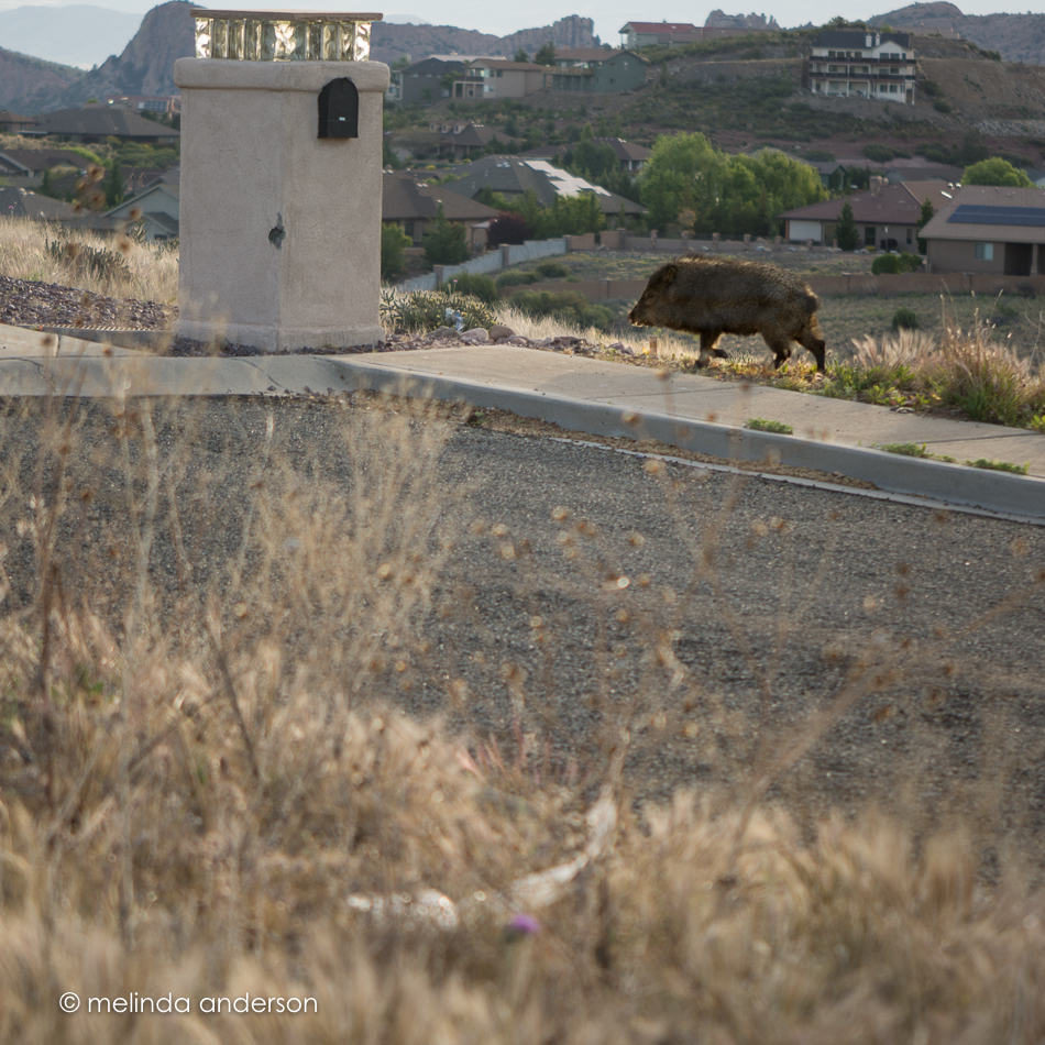 20160515-MMA_1129_melinda_anderson