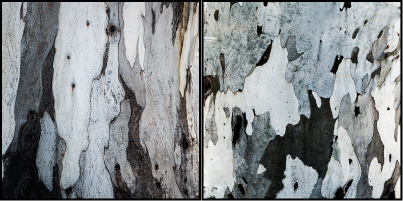 bark_diptych