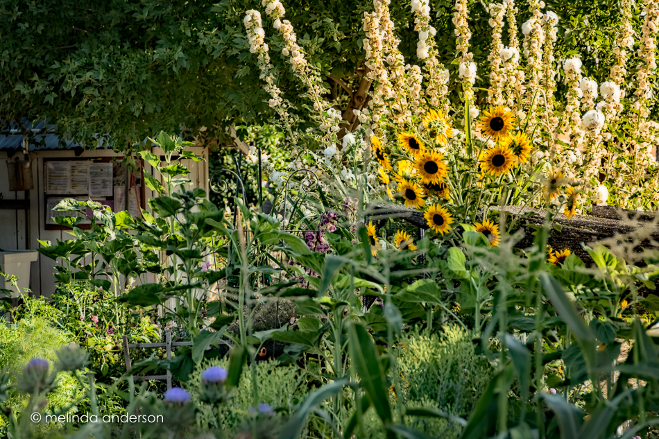 20160526-MMA_1300_melinda_anderson-Edit