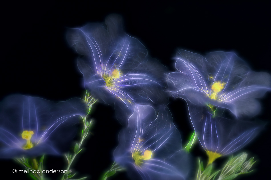 20160531-MMA_1659_melinda_anderson-Edit