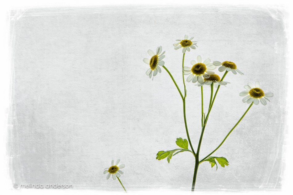 blend20160728-MMA_3512_melinda_anderson-Edit-2