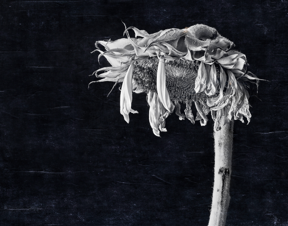 20160825-MMA_5321_melinda_anderson-Edit-Edit