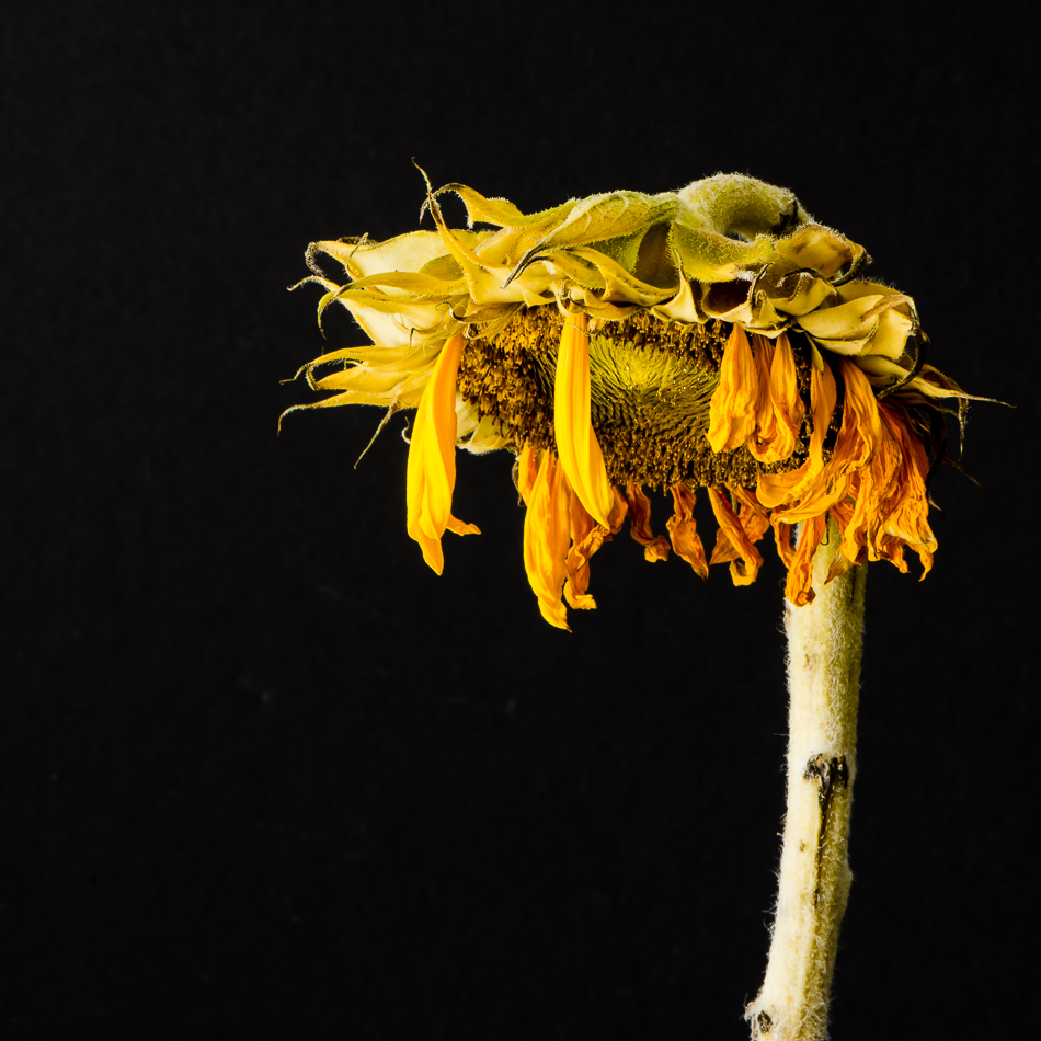 20160825-MMA_5321_melinda_anderson