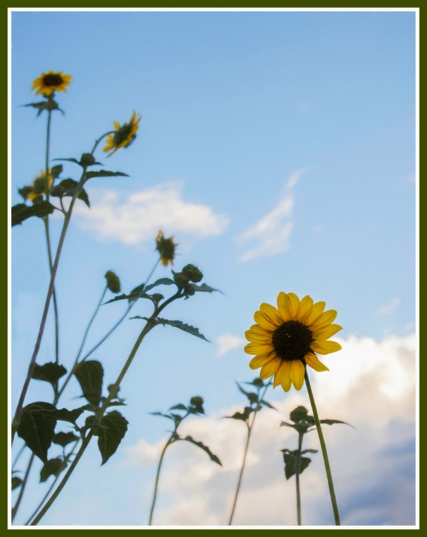 20160825-MMA_5367_melinda_anderson-Edit