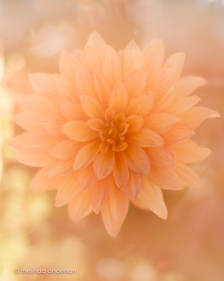 20161005-mma_6935_melinda_anderson-edit