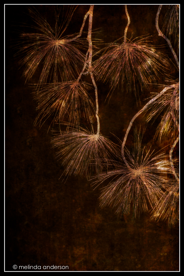 copy20160923-mma_6040_melinda_anderson-edit-copy