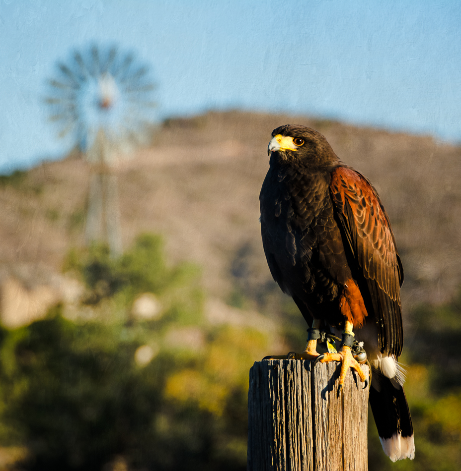 20161105-mma_8208_melinda_anderson-edit