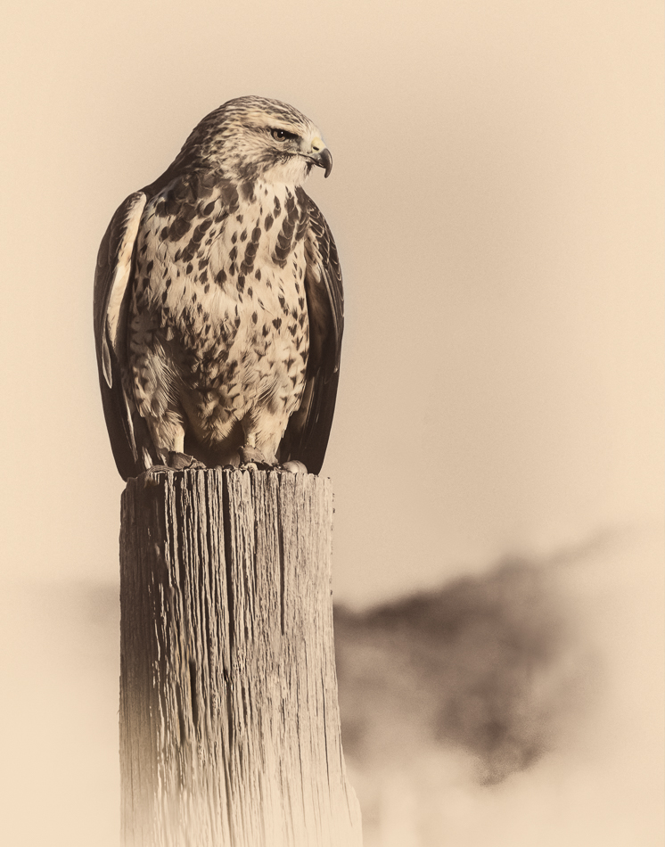 20161105-mma_8358_melinda_anderson-edit