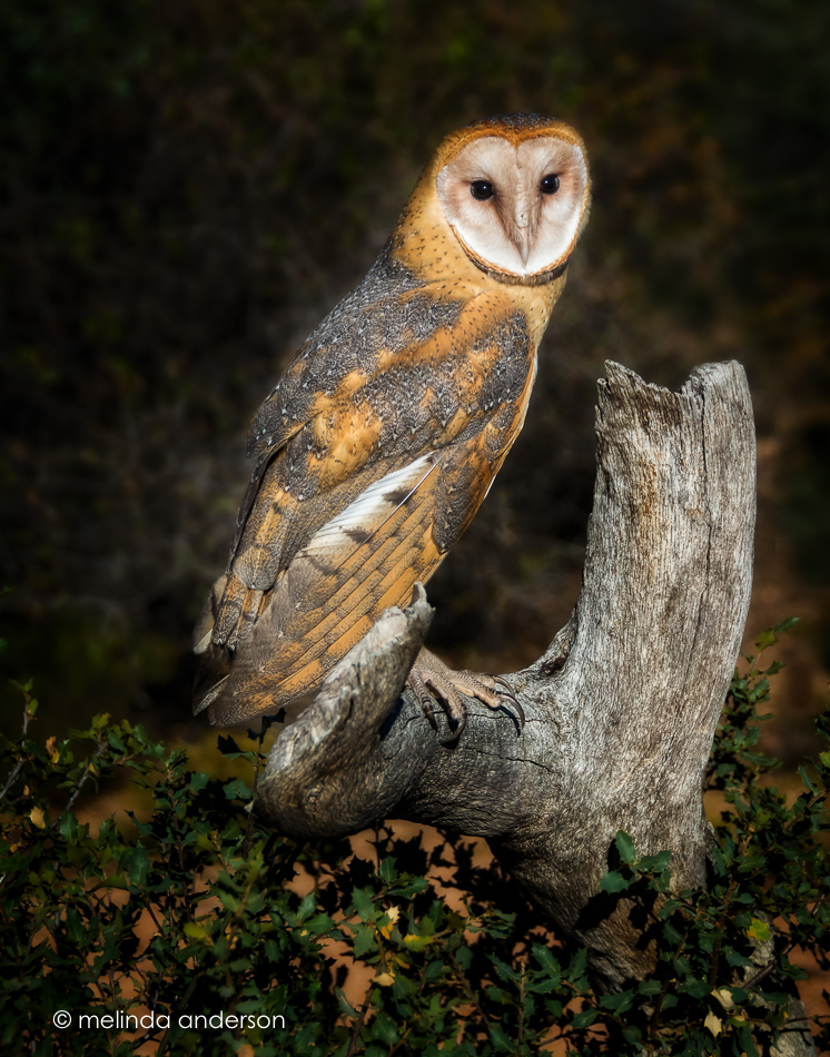 20161105-mma_8846_melinda_anderson-edit