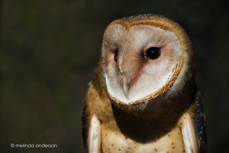 20161105-mma_8877_melinda_anderson-edit