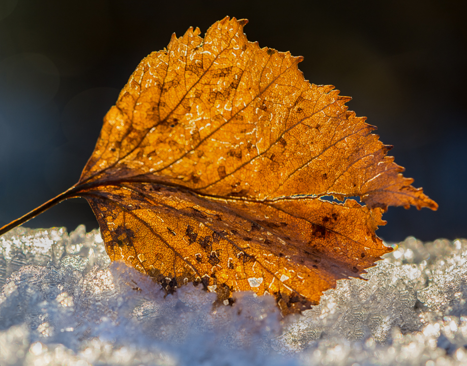 20161123-mma_9570_melinda_anderson-edit