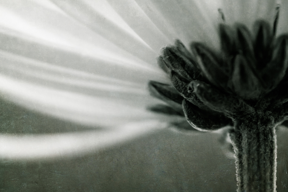 20170106-mma_1286_melinda_anderson-edit