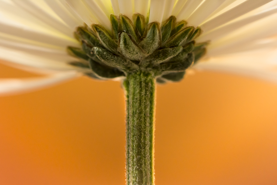 20170106-mma_1294_melinda_anderson-edit