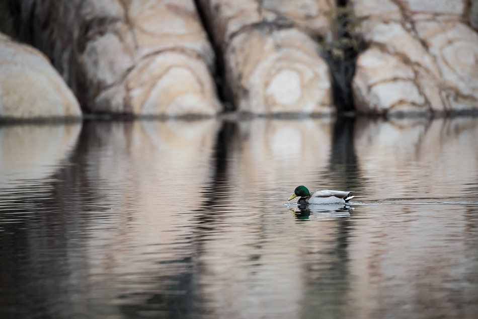 20170220-lin_0343_melinda_anderson