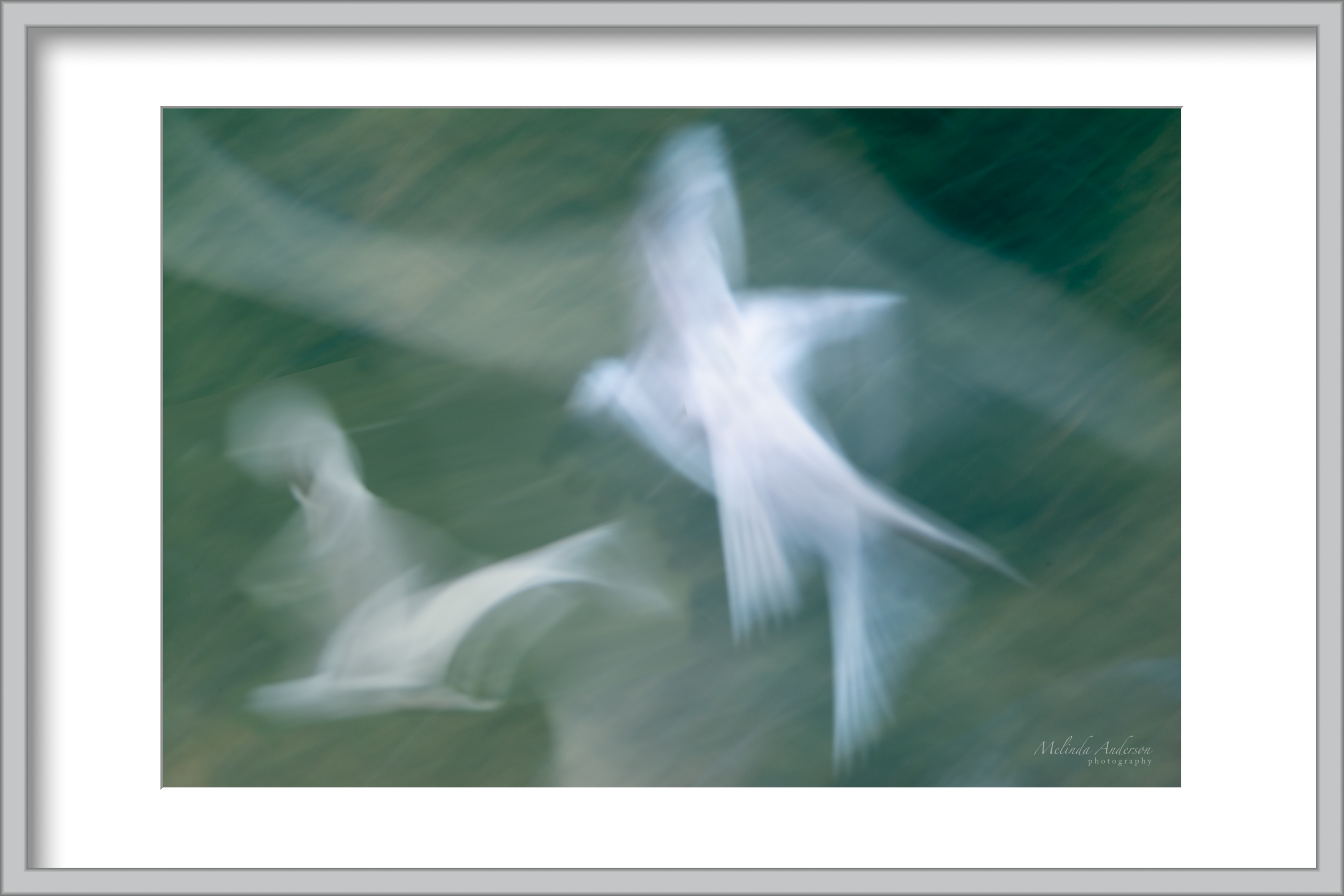 Wings – melinda anderson photography