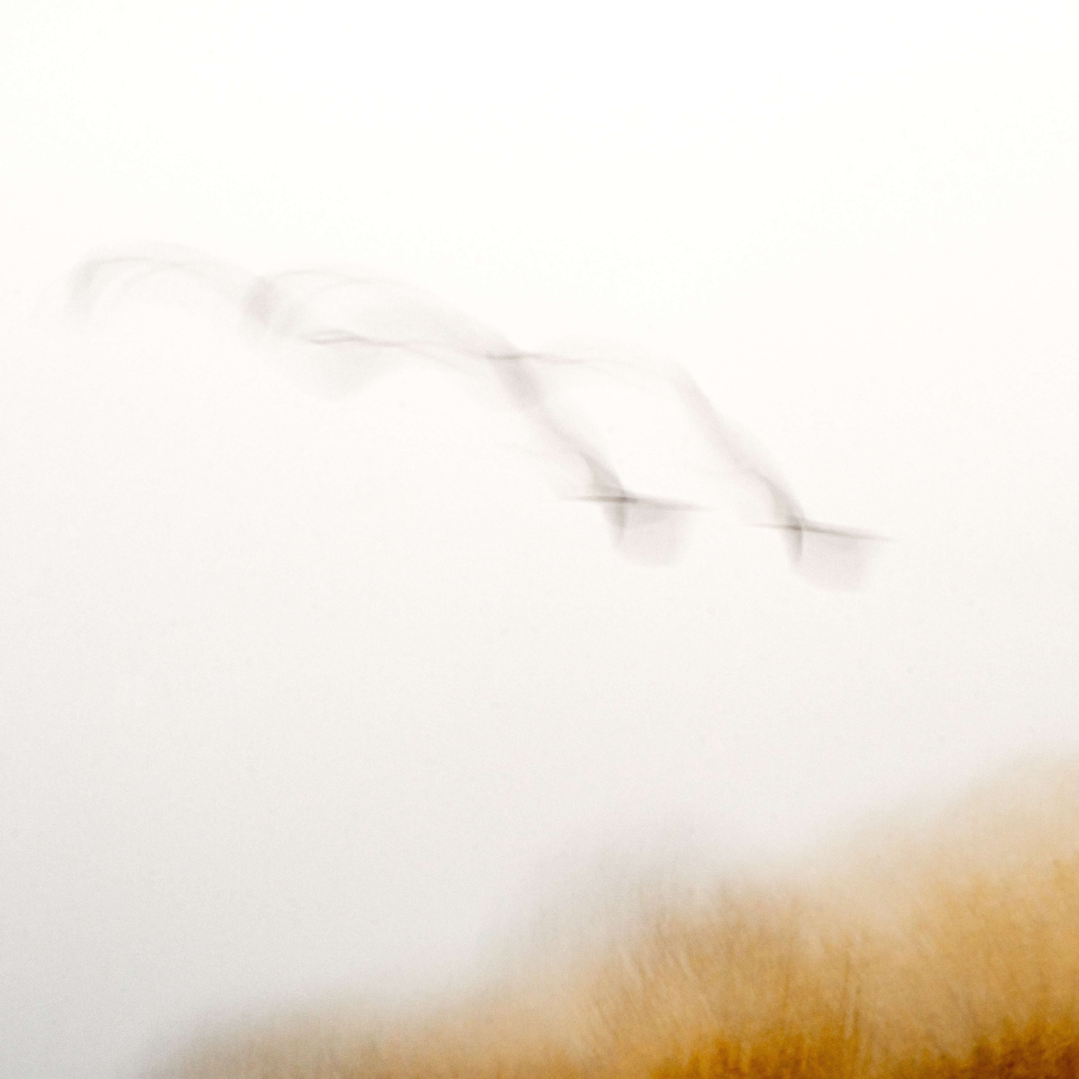 Flying In – melinda anderson photography